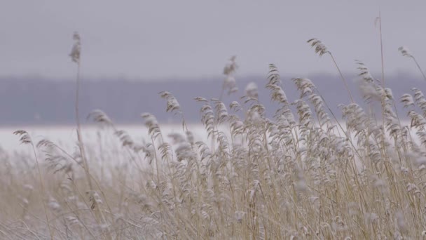 Stout Grass Calm Wind Slow Motion — Vídeo de Stock