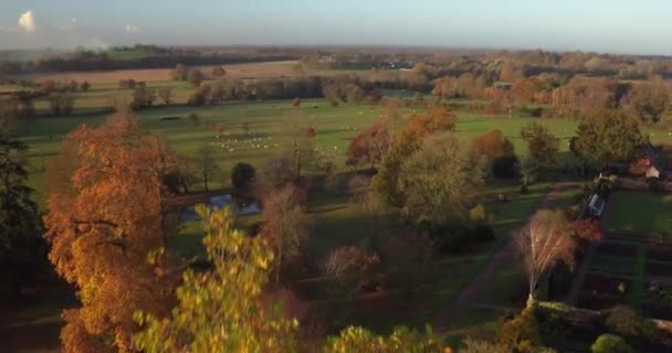 Stunning British Landscape Revealed Autumnal Tree Sheep Grazing Field — Stock video