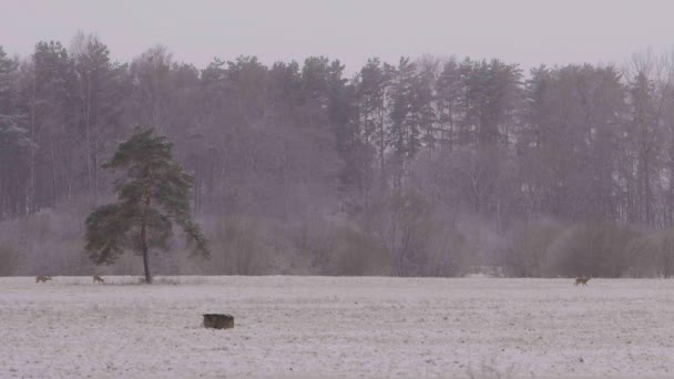 Distant Roe Deers Snowy Morning Walking Slow Motion — Wideo stockowe