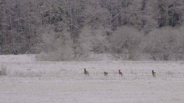 Distant Roe Deers Snowy Morning Walking Slow Motion — Video Stock