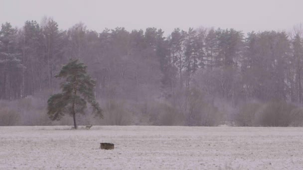 Distant Roe Deers Snowy Morning Walking Slow Motion — Video