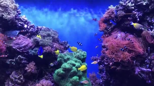 Large Tropical Fish Aquarium Teeming Life — Stock Video