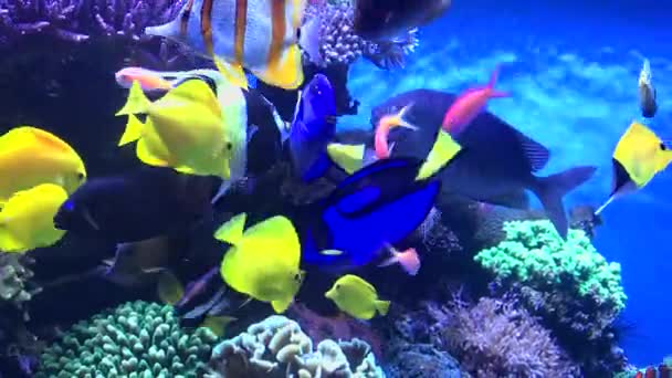 Een Kleurrijk Tropisch Aquarium Vol Leven Beweging — Stockvideo