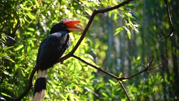 Rhinoceros Hornbill Beautiful Bird Largest Hornbill Tropical Country — Video Stock