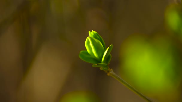 Spring Tiny Spring Sprout Slow Motion — Stockvideo