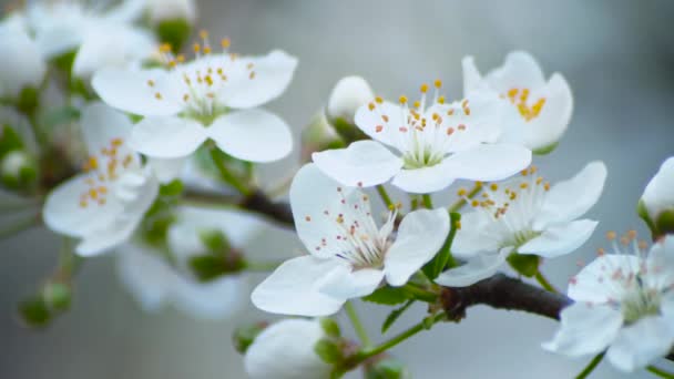 Cherry Blossom Slow Motion Shot — Vídeos de Stock