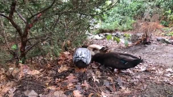 Canards Mâles Recherche Nourriture Sous Les Feuilles Humides Dans Parc — Video