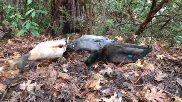 Trzy Samce Kaczek Szukające Pożywienia Pod Mokrymi Liśćmi Parku Lithia — Wideo stockowe