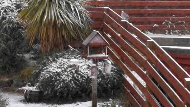 Duif Groot Feeders Tuin Gebruiken Tijdens Zware Sneeuwval — Stockvideo