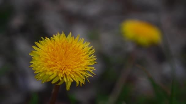 Yellow Flowers Blooming Springtime — Vídeo de Stock
