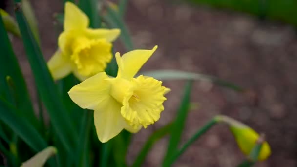 Kertben Sárga Nárcisz Virágot Fúj Szél Itt Tavasz Gyönyörű Virág — Stock videók