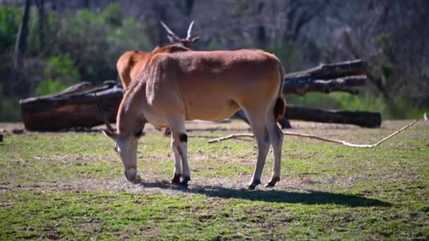 Saiga Antelopes Tanduk Panjang Satwa Liar Berdiri Makan Rumput Luar — Stok Video