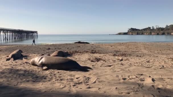 Deux Phoques Éléphants Qui Luttent Pour Domination Fuit Autre San — Video