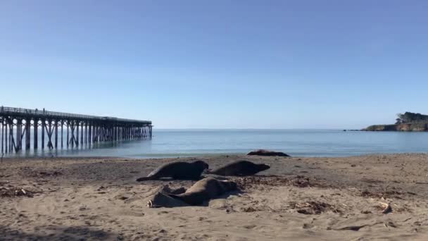 Due Grandi Elefanti Che Combattono Rincorrono Sulla Spiaggia San Simeon — Video Stock