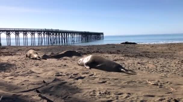 カリフォルニア中央部のサンシメオン桟橋で巨大な象のアザラシが追いかけ合っています — ストック動画