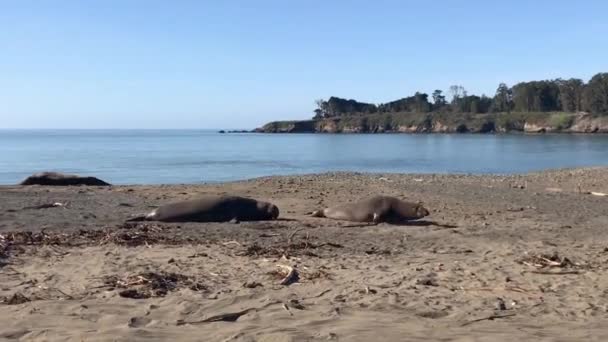 Two Elephant Seals San Simeon Beach Central California One Fleeing — Stock Video