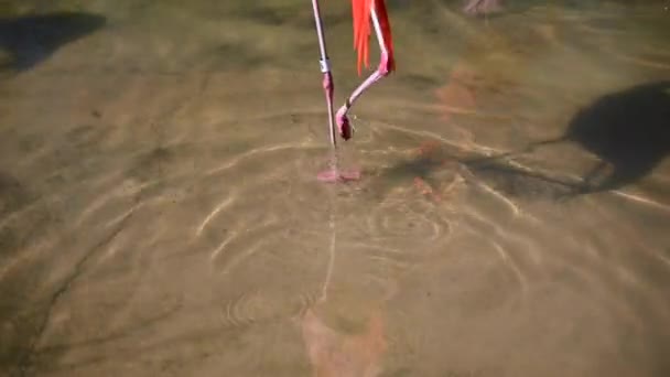 Las Piernas Largas Flamencas Caminando Agua — Vídeo de stock