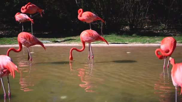 Fenicotteri Camminano Insieme Nello Stagno Con Sfondo Verde Della Natura — Video Stock