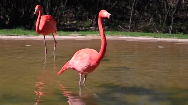 Flamingo Walking Each Other Lake — Stock Video