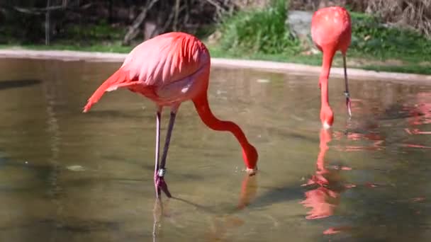 Flamingo Wading Bird Family Phoenicopteridae Living Africa Asia Europe — Stock Video