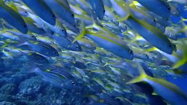 Крупным Планом Мелководье Желтых Белых Рыб Желтопёрые Козлиные Рыбки Плавающих — стоковое видео