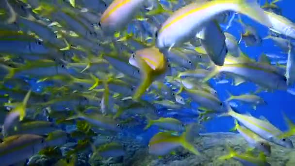 Tiro Perto Dentro Cardume Peixes Amarelos Brancos Peixe Cabra Barbatana — Vídeo de Stock