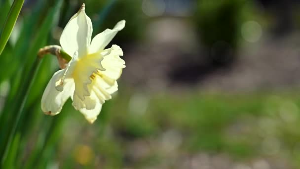 Atemberaubende Weiße Blüten Frühling — Stockvideo