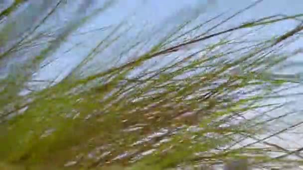 Zblízka Mořská Tráva Fouká Větru Modrou Oblohou — Stock video