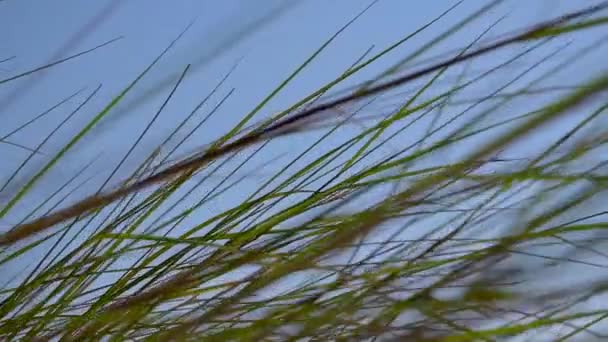 Närbild Havsgräs Blåser Vinden Med Blå Himmel — Stockvideo