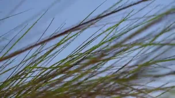 Kystgress Som Blåser Vind Med Blå Himmel – stockvideo