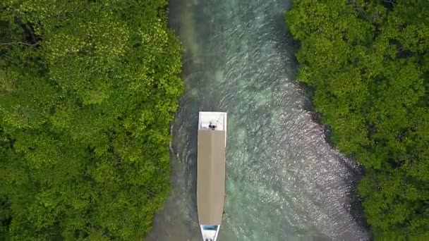 Båt Mitt Mangroveskogen — Stockvideo