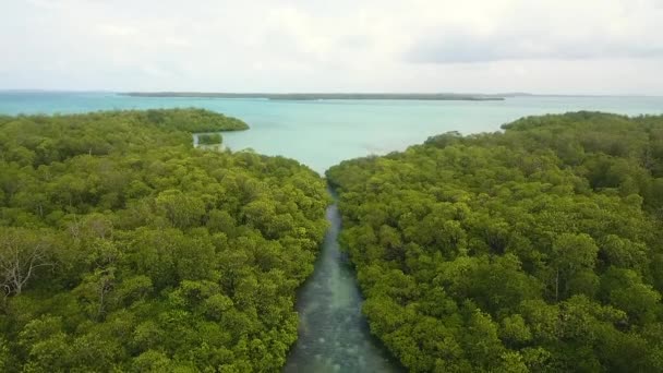 Tre Mangroveöar Dagen — Stockvideo