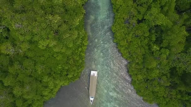 Mangrove Δασικά Νησιά Πλάνα — Αρχείο Βίντεο