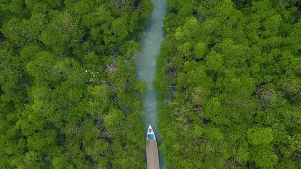 Floresta Manguezal Vista Cima — Vídeo de Stock