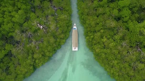 Fishing Boat Islands Mangrove Forest — 비디오