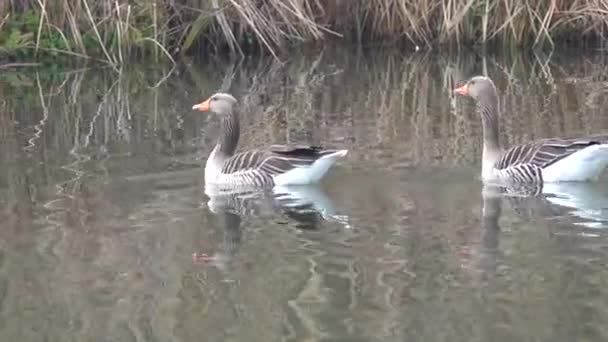 Two Grey Geese Swimming Lake — Stock Video