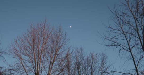 Moon Glowing Light Blue Evening Sky Trees Swaying Foreground Wide — Stock Video