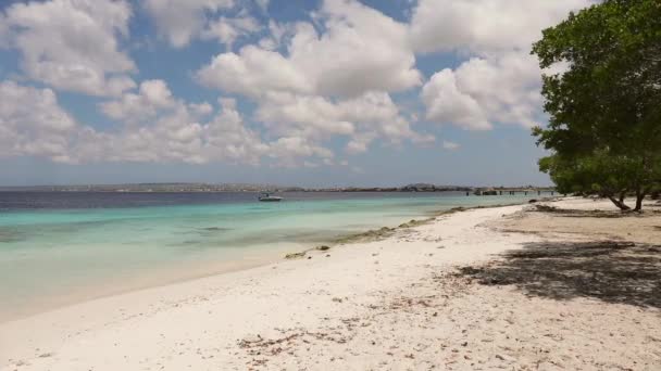Den Vita Sanden Donkey Beach Bonaire — Stockvideo