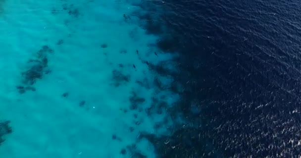 Uçurtma Atlantis Teki Yunuslar Bonaire — Stok video