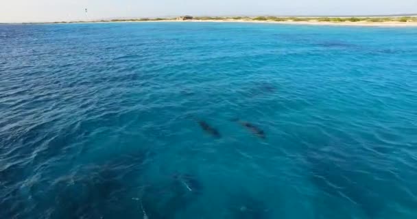 Dolfijnen Kitebeach Atlantis Bonaire — Stockvideo