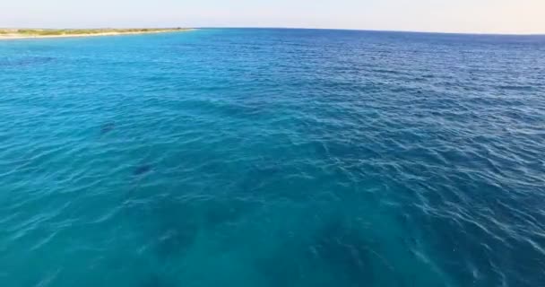 Delfini Kitebeach Atlantis Bonaire — Video Stock