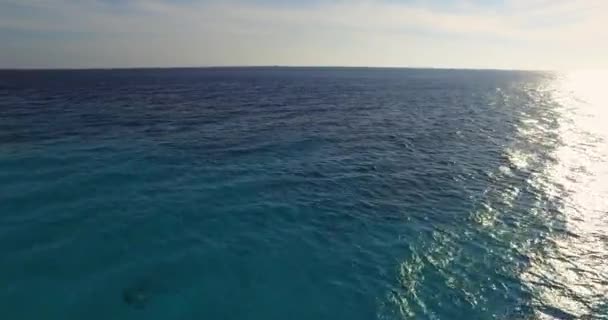 博内尔岛亚特兰蒂斯海滩的海豚 — 图库视频影像
