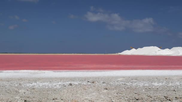 ピンクと緑の塩鍋とボネール湖 — ストック動画