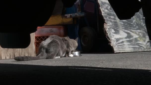 Car View Stray Cat Eating Food Placed Good Samaritan — Stock Video