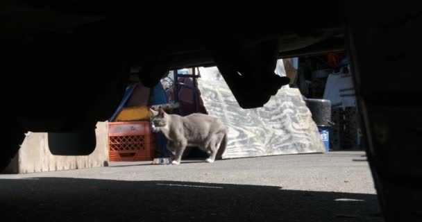 Stray Cat Walking Parked Car — Stock Video