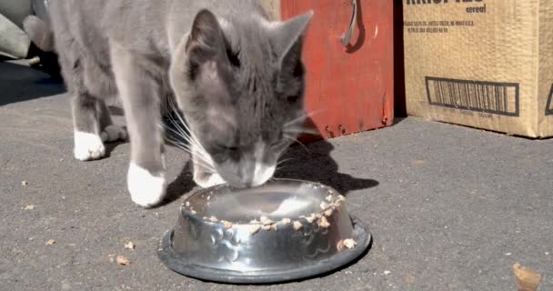 Zbloudilá Kočka Jídlo Městské Příjezdové Cestě Umístěné Dobrým Samaritánem — Stock video