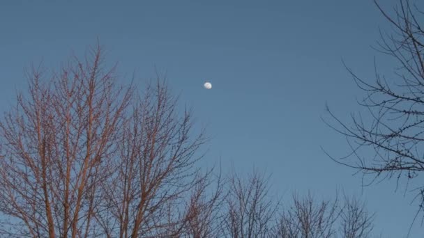 月亮在浅蓝色的夜空中闪烁着光芒 前景中树木摇曳 Zoom — 图库视频影像