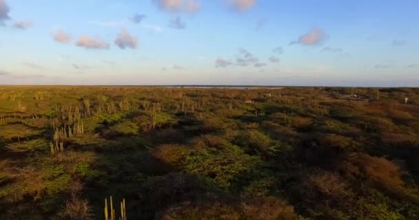 Mangroven Van Lac Bay Bij Zonsondergang Bonaire — Stockvideo