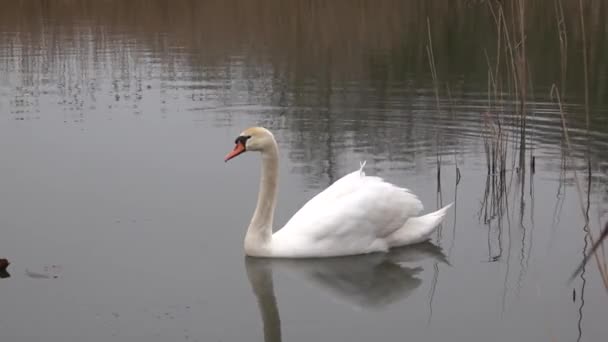 Cygne Blanc Nageant Sur Lac — Video