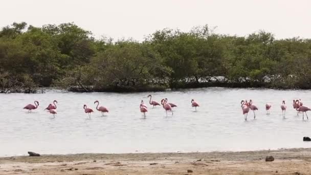 Flamingo Wandelen Lac Bay Mangrove Bonaire — Stockvideo
